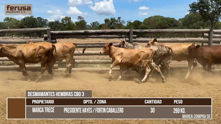Lote LOTE 4