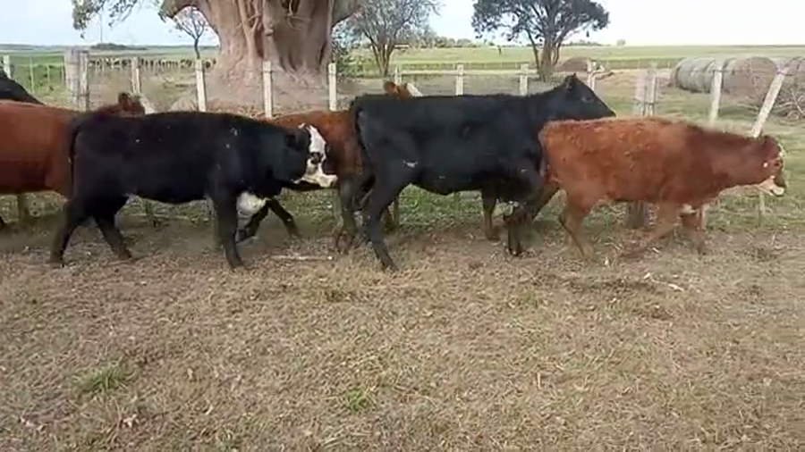 Lote 28 Terneras ANGUS Y CARETA a remate en 5to remate por pantalla ENTRE MARTILLOS 225kg -  en KIYU