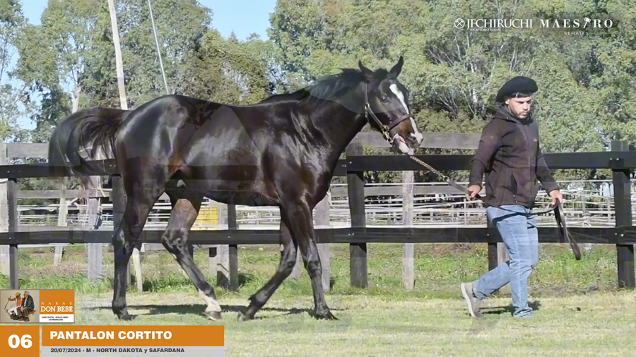 Lote PANTALON CORTITO