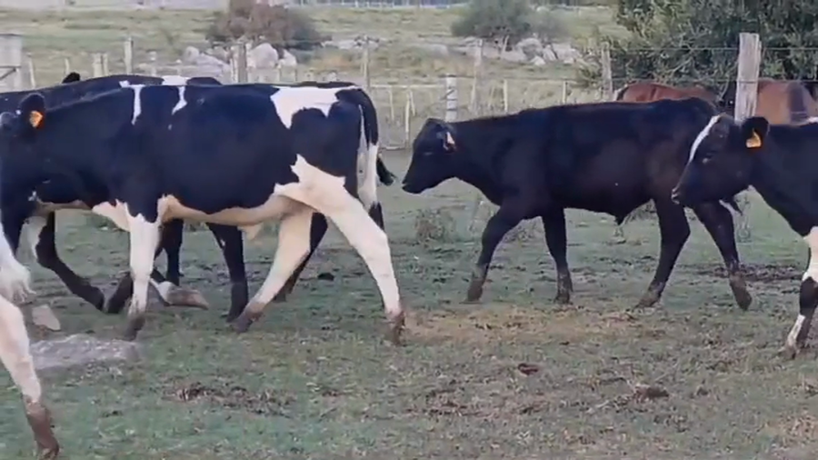 Lote (Vendido)11 Terneros CRUZAS a remate en #43 Pantalla Carmelo  160kg -  en RUTA 23