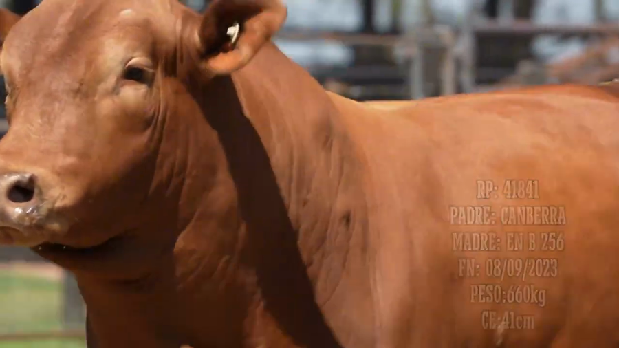 Lote Toro