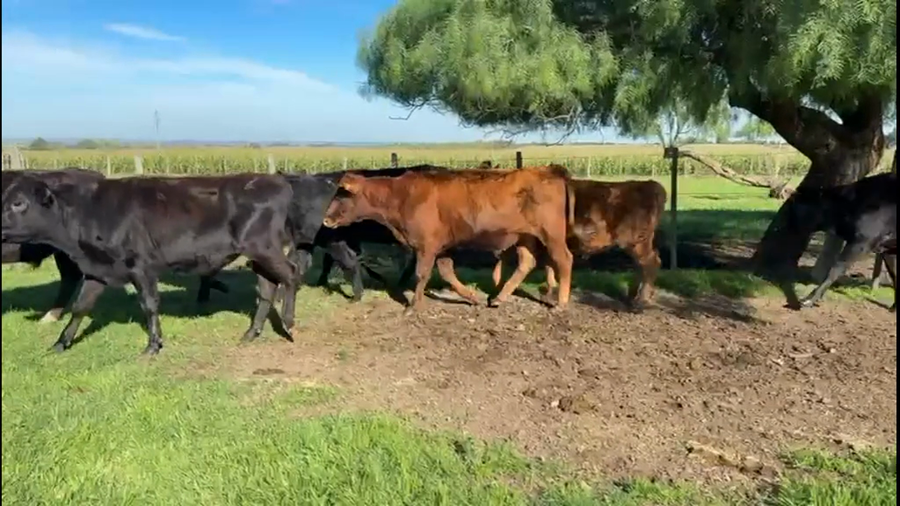 Lote NOVILLOS 1 a 2 AÑOS