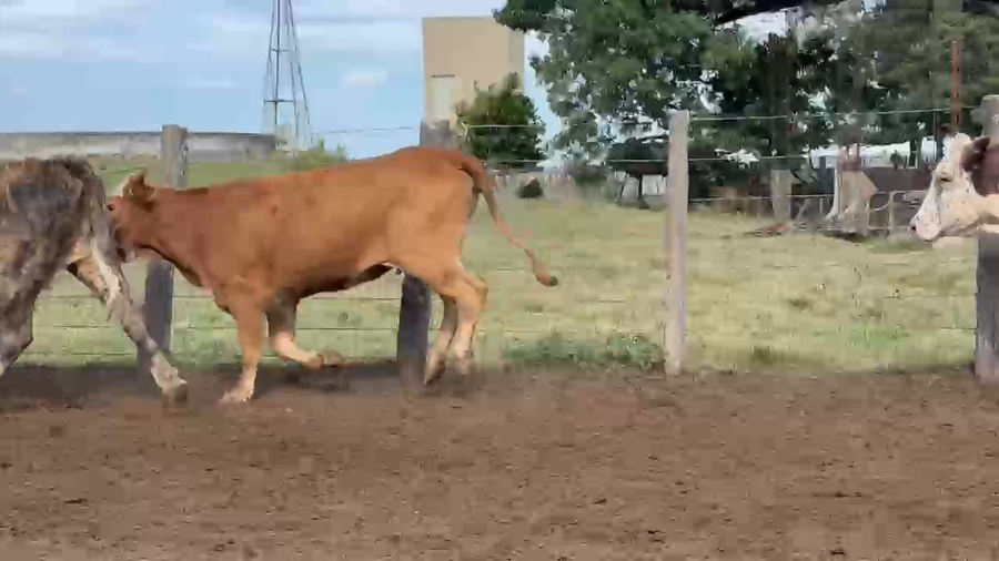 Lote 190 Vacas de invernar en Corrientes, Tapebicuá
