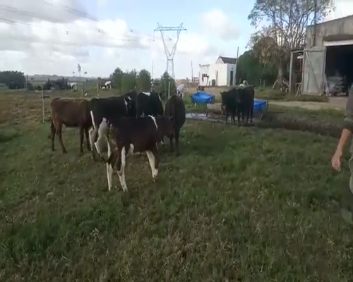 Lote 8 Terneros AA Y HOLANDO 160kg - , San José