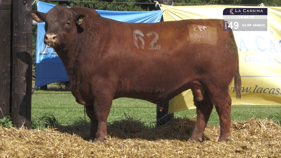 Lote TOROS ANGUS PURO CONTROLADO