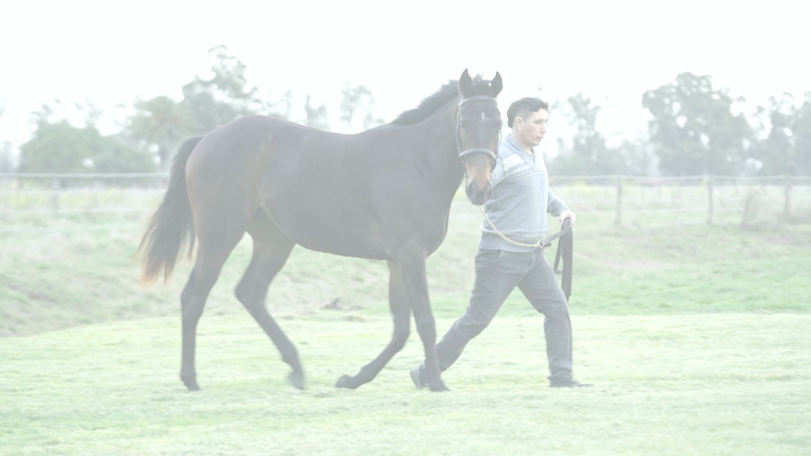 Lote MAYORA NIK (NICODEMUS - HIDDEN MAY)