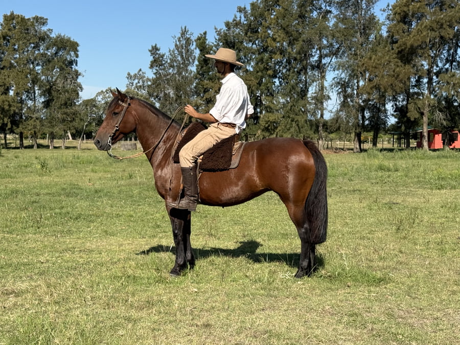 Lote YUBELY LUNACA CAMPERA 971