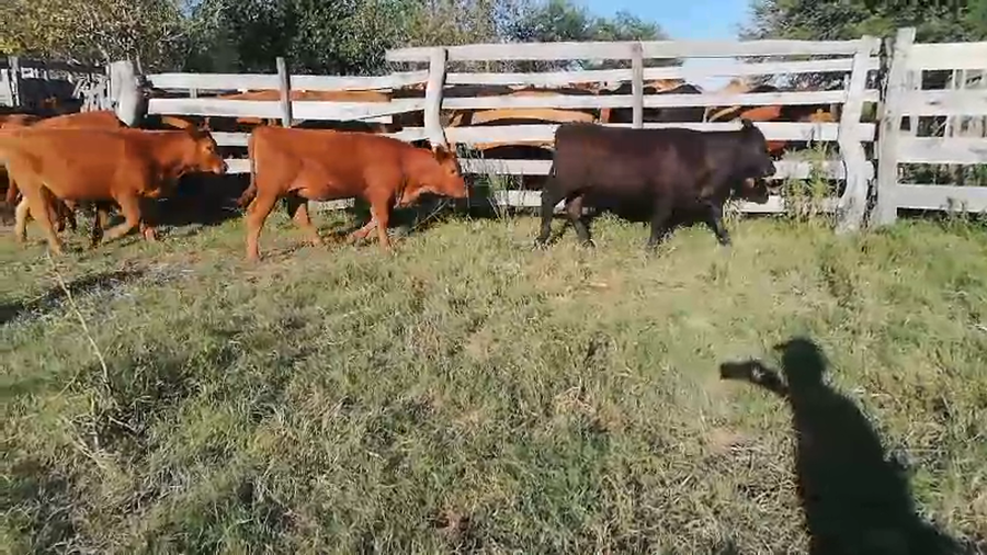 Lote 60 Terneros/as en Concordia, Entre Ríos