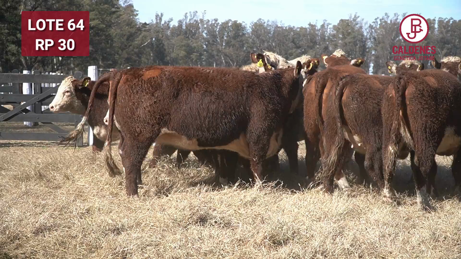 Lote VAQUILLONA PR PREÑADA PARICIÓN PRIMAVERA