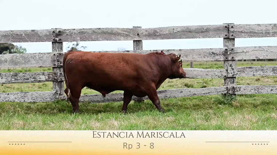 Lote Toros Red Angus SA