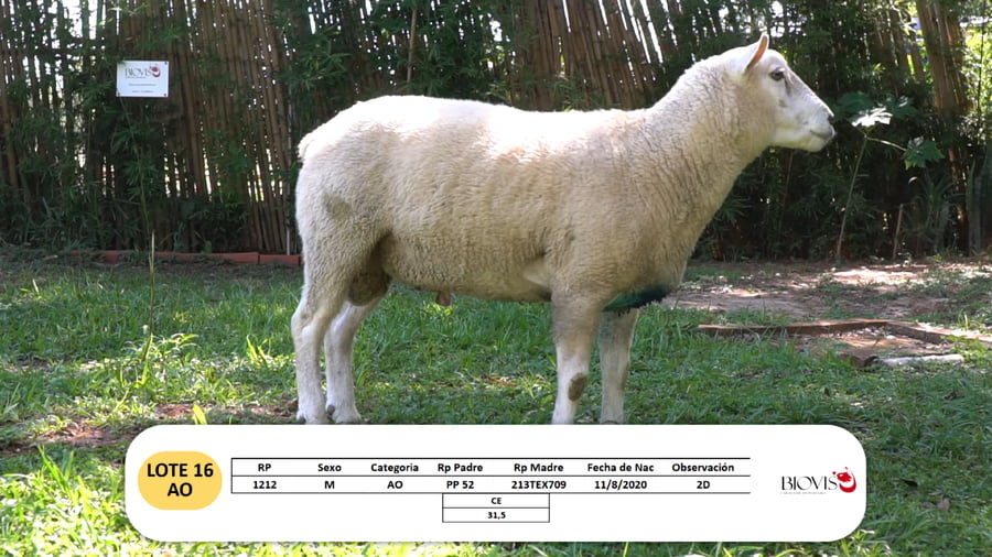 Lote Lote 16 - AO