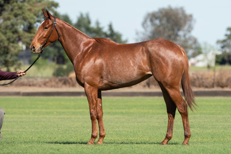 Lote TAITA FRONTERIZA - T/E (OPEN ILUMINADO - DOLFINA FRONTIER)