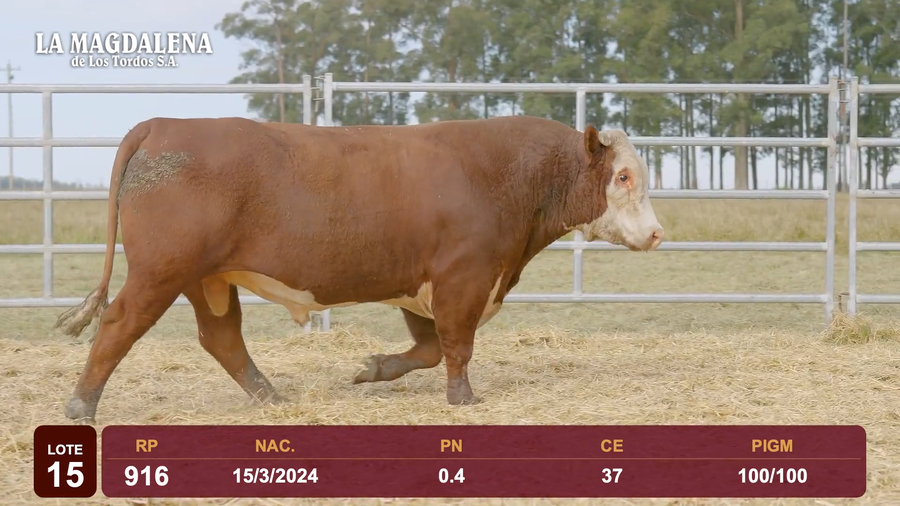Lote Lote 15 - Hereford