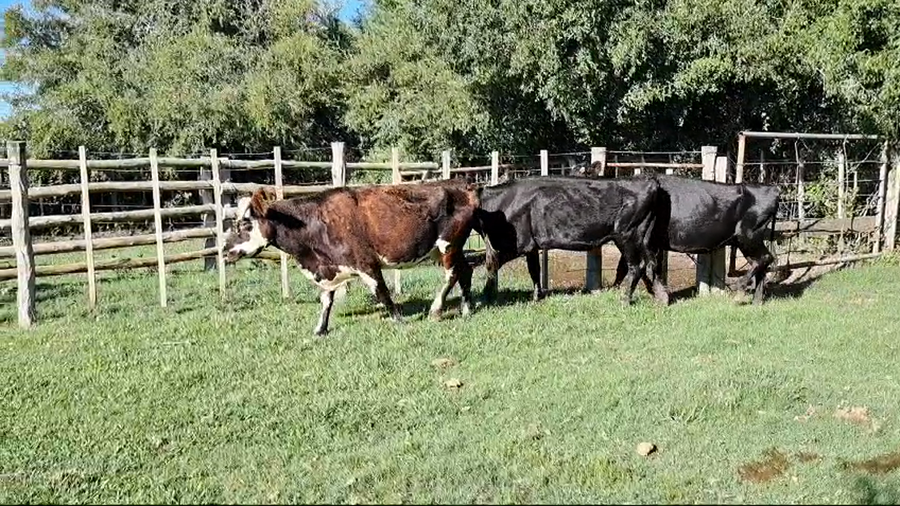 Lote VACAS ENTORADAS