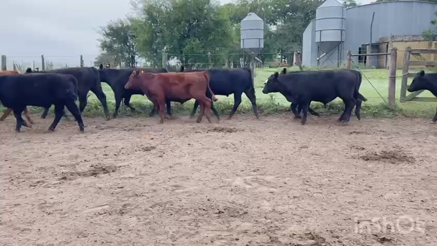 Lote 18 Novillitos