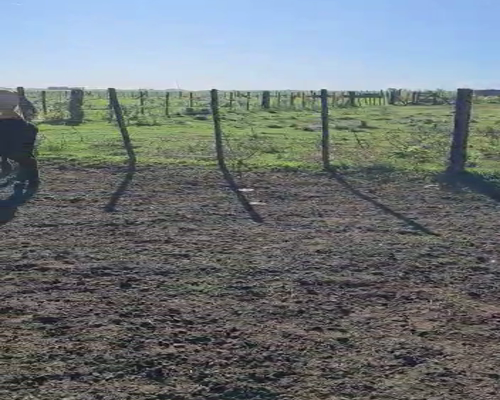 Lote 25 Terneros en Gral. Lamadrid, Buenos Aires