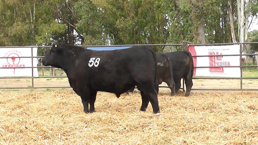 Lote TOROS ANGUS NEGROS PC