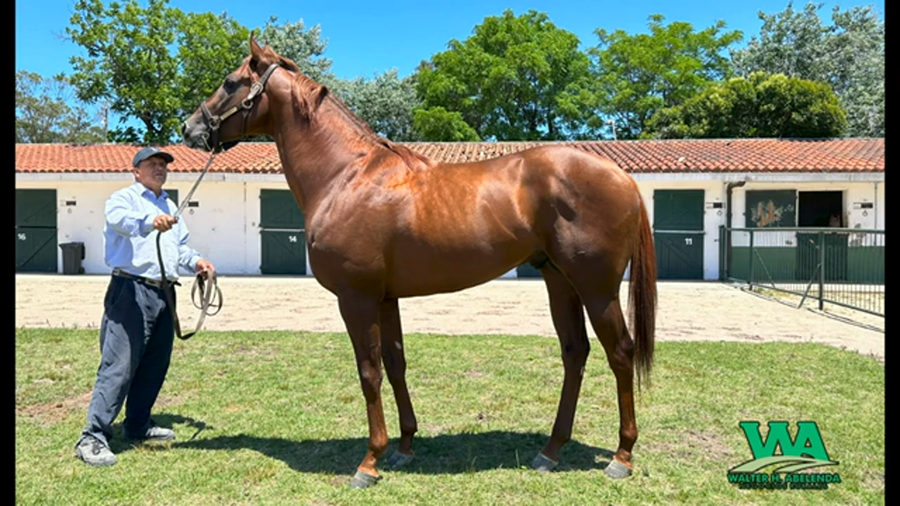Lote COSMIC BOY