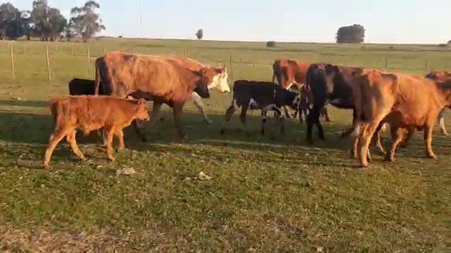 Lote 18 Piezas de cría HEREFORD a remate en PANTALLA CAMY - SAN JOSE  1500 VACUNOS 330kg - , San José