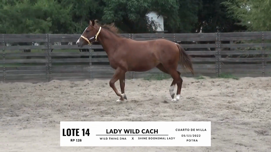 Lote LADY WILD CACH