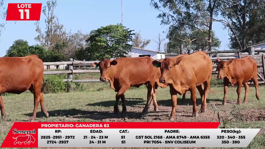 Lote LOTE 11