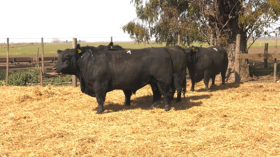 Lote TOROS PUROS POR CRUZA 