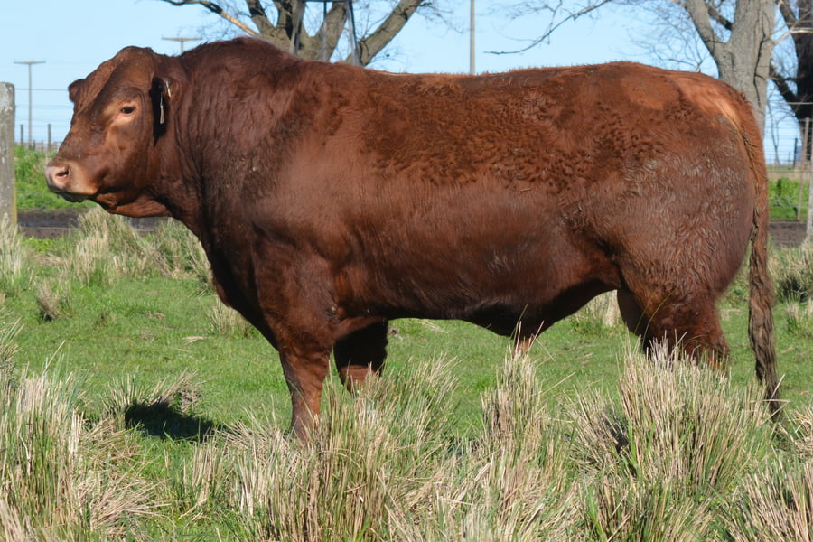 Lote Toros PC