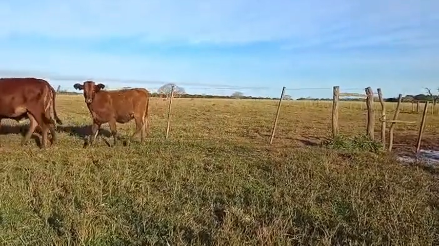 Lote 130 Terneras