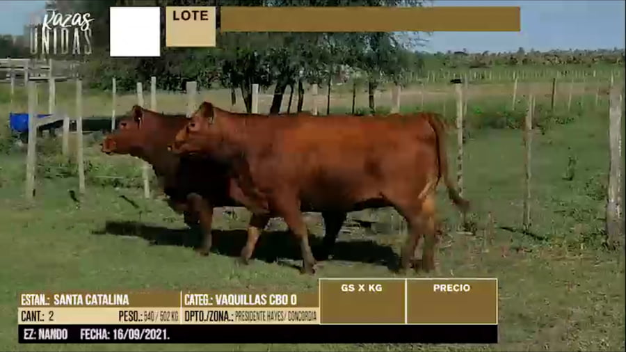 Lote LOTE 58 - 2 VAQUILLAS PREÑADAS CBO 0