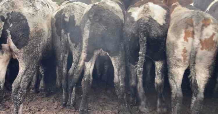 Lote 45 Novillo Gordo en Melipilla, Región Metropolitana