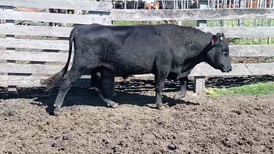 Lote Toros a remate en Pantalla Camy 500kg - , San José