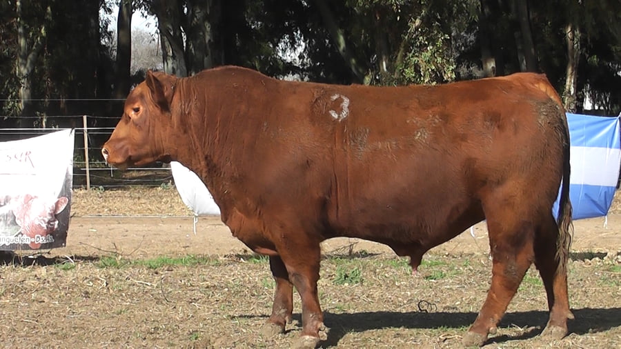 Lote TOROS PUROS DE PEDIGREE