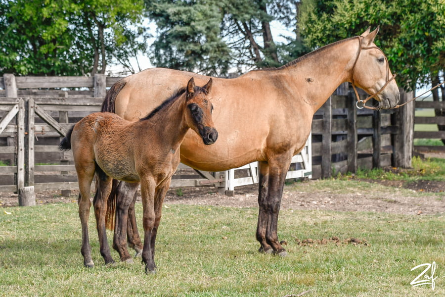 Lote TRAMPOSA RUMBEADORA