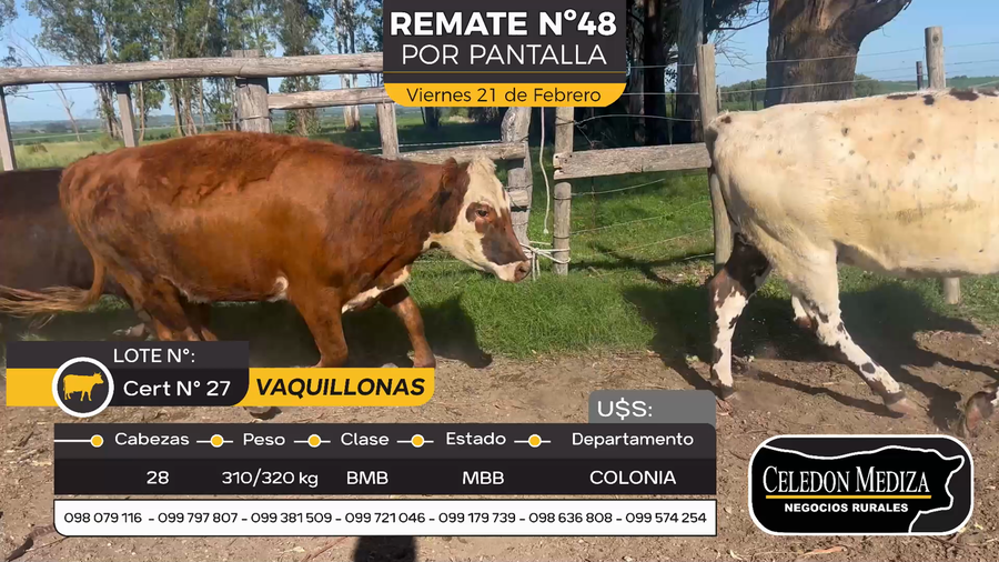 Lote 28 Vaquillonas  en Otra Localidad, Colonia