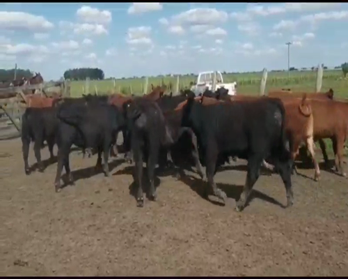 Lote 70 Terneros en San Salvador, Entre Ríos