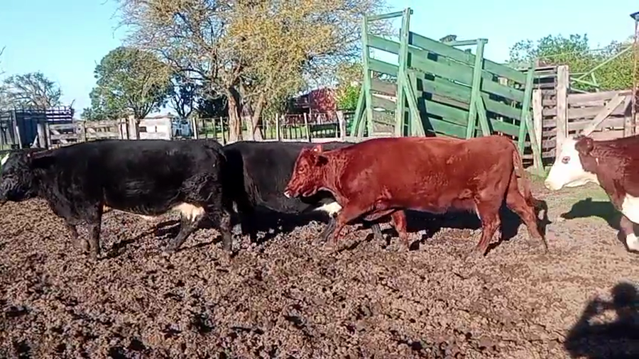 Lote 14 Vacas Preñadas y Paridas