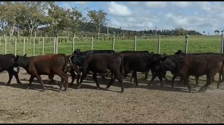 Lote 53 Terneros y Terneras en Castillos, Rocha