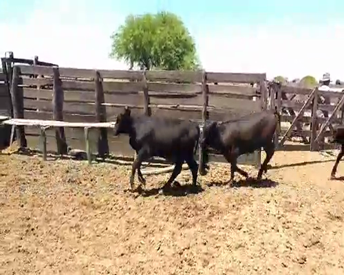 Lote 100 Terneros/as en Villa Ángela, Chaco