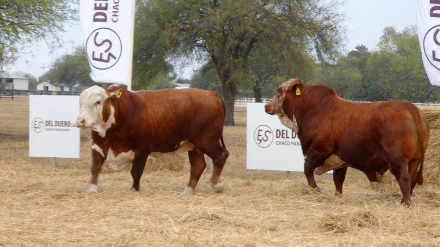 Lote TOROS