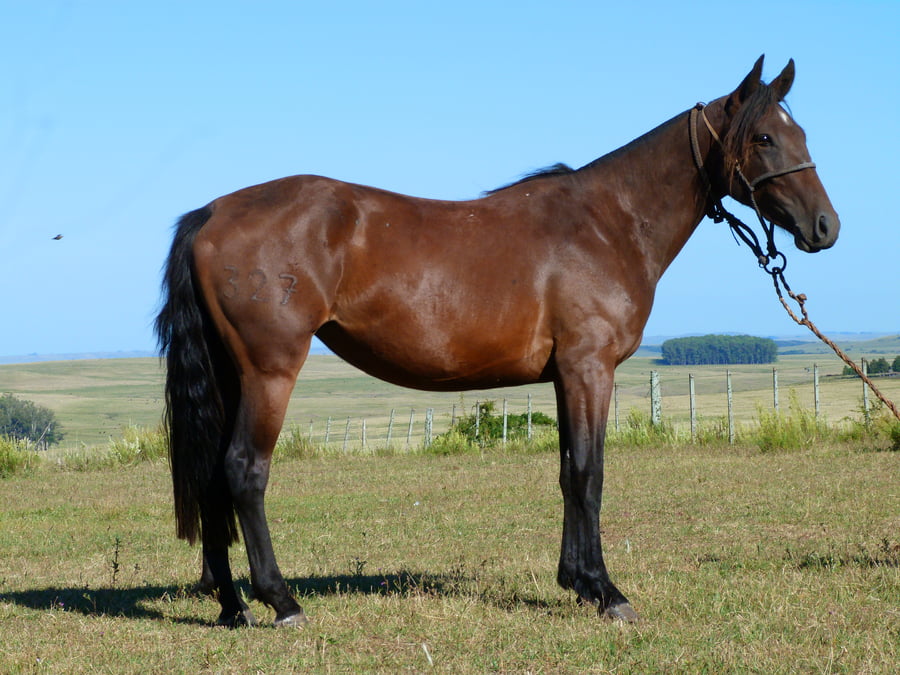 Lote Jarana del Cerro Grande