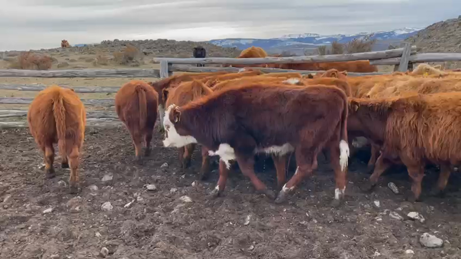 Lote 48 Ternero en Coyhaique, XI Región Aysén