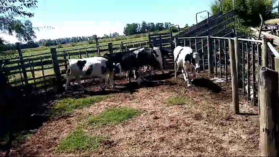 Lote 6 novillos holando