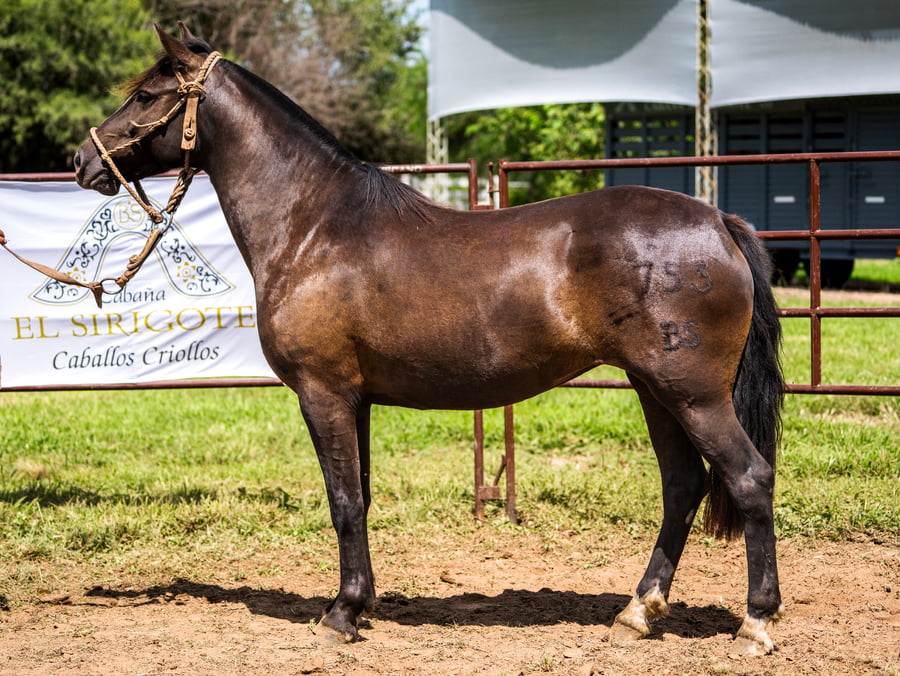 Lote SIRIGOTE PENUMBRA
