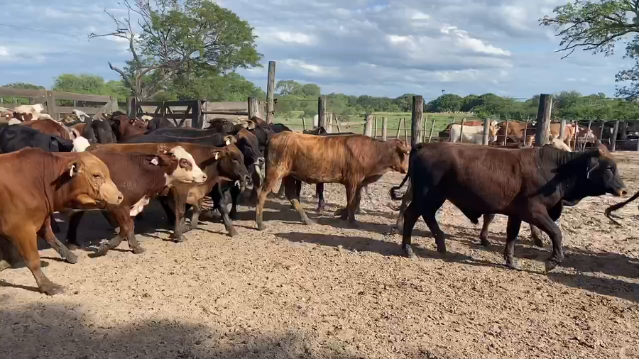 Lote 95 Novillitos en Gral. Vedia, Chaco