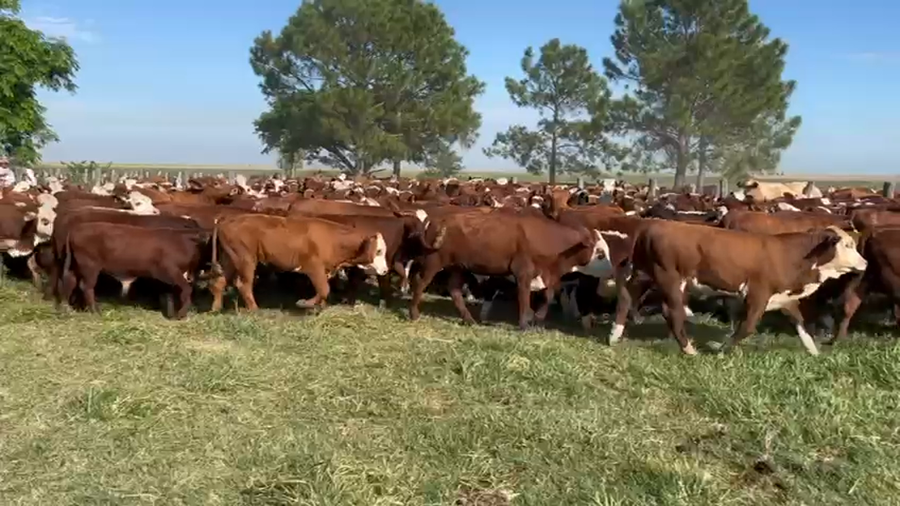 Lote 250 Terneros