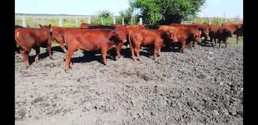 Lote 38 Terneros en Villaguay, Entre Ríos