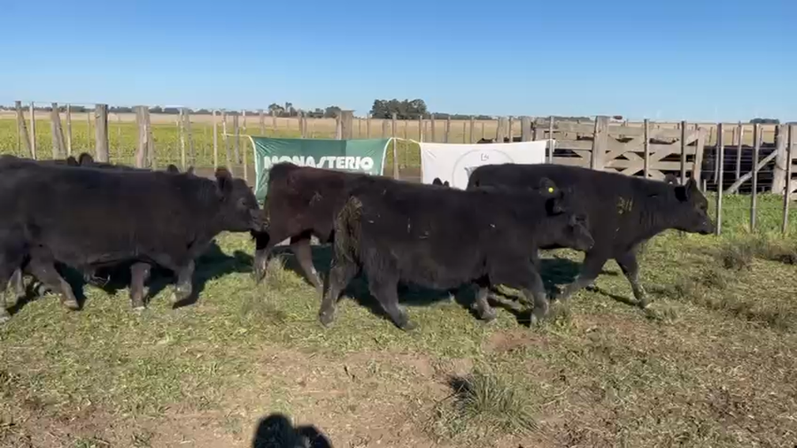 Lote 110 Terneros en A. Gonzales Chaves