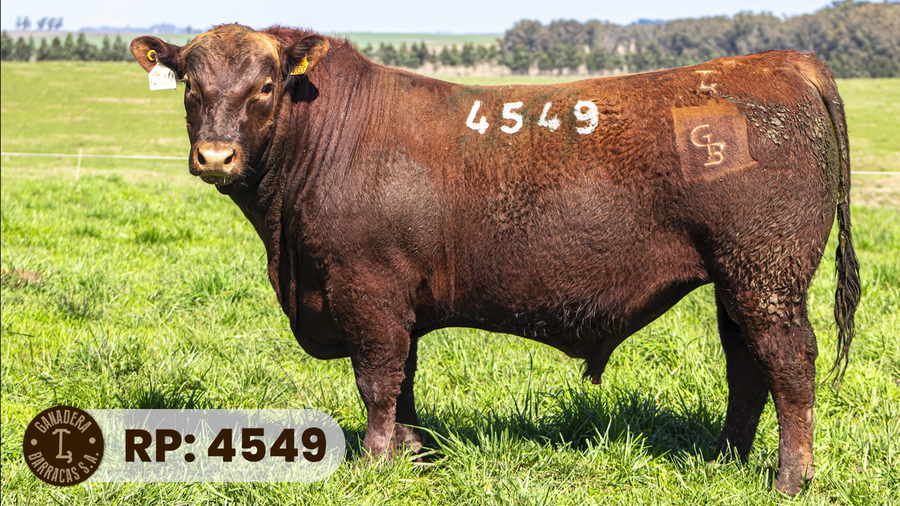 Lote RP 4549
