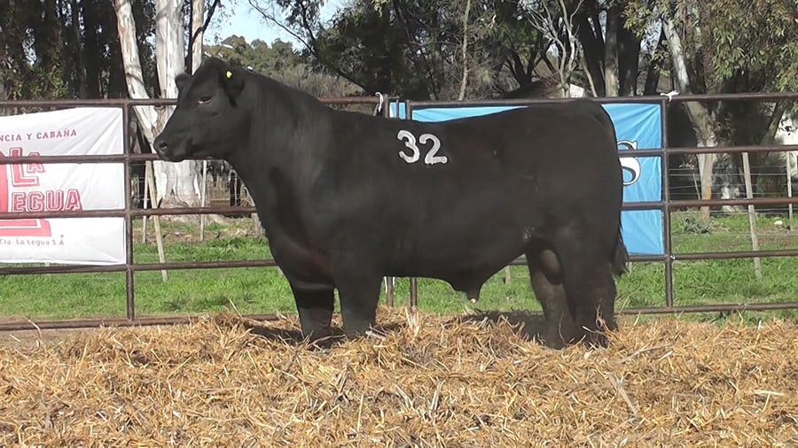 Lote ANGUS PURO CONTROLADO