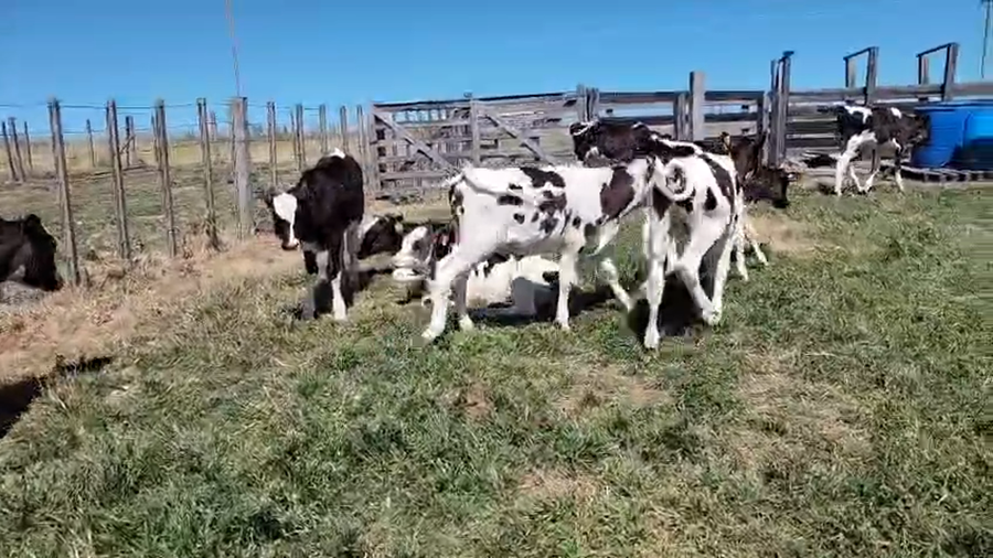 Lote 9 Terneros a remate en Pantalla Camy, San José